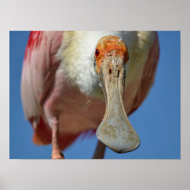Roseate Spoonbill med stor näcka Poster (Framsidan)