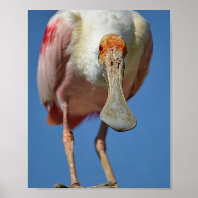 Roseate Spoonbill med stor näcka Poster (Framsidan)