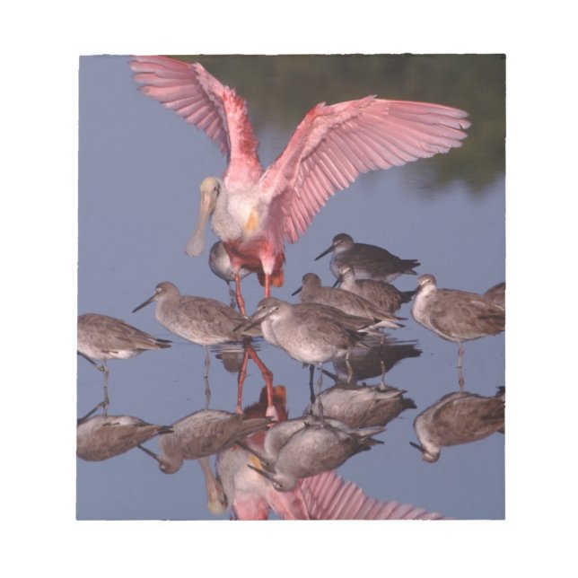 Roseate Spoonbill med Willets i grunda vatten Anteckningsblock (Framsida)