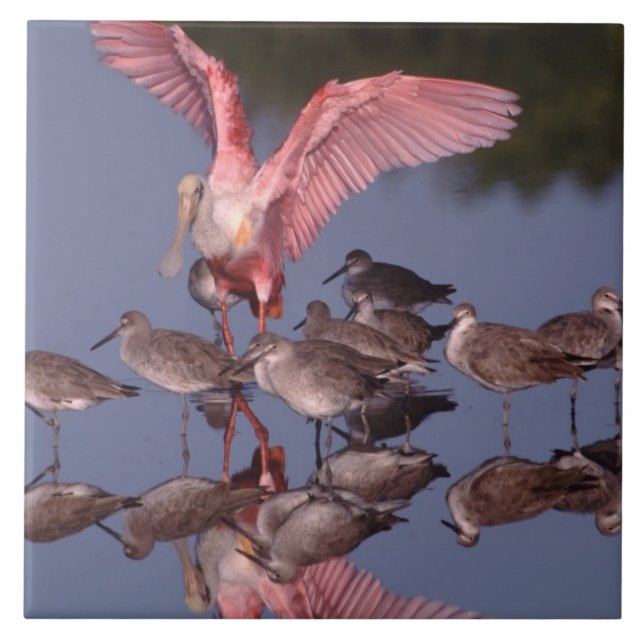 Roseate Spoonbill med Willets i grunda vatten Kakelplatta (Framsidan)
