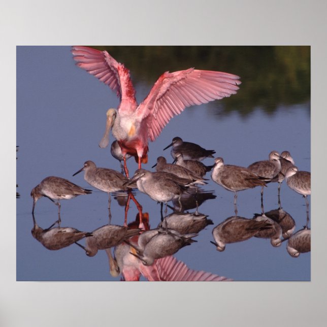 Roseate Spoonbill med Willets i grunda vatten Poster (Framsidan)
