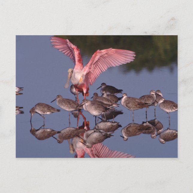 Roseate Spoonbill med Willets i grunda vatten Vykort (Framsida)