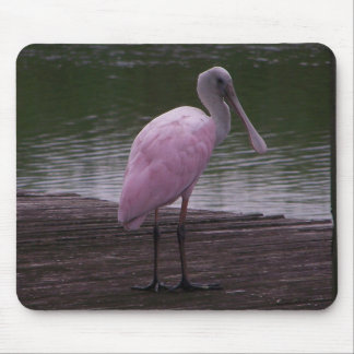 Roseate Spoonbill Musmatta