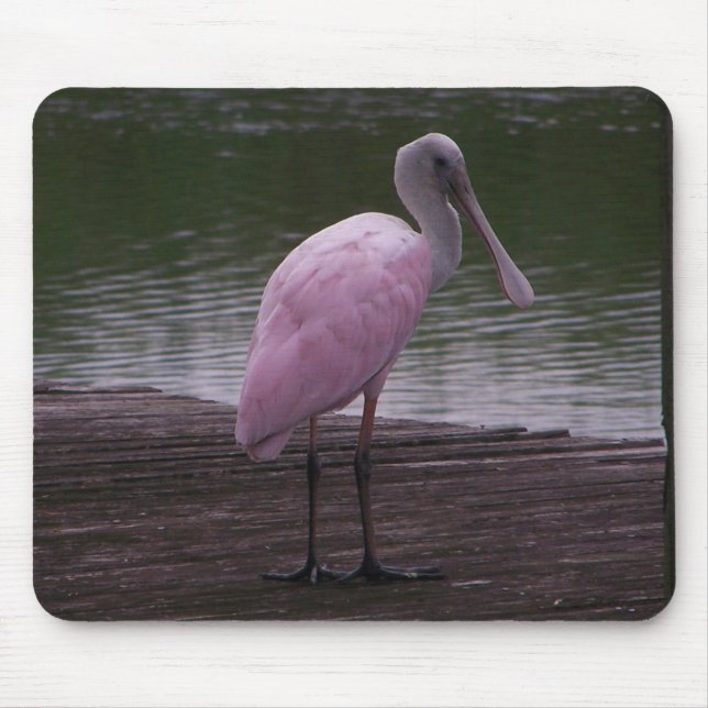 Roseate Spoonbill Musmatta (Framsidan)