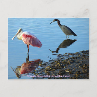 Roseate Spoonbill och Little Blue Heron Vykort