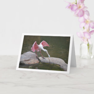 Roseate Spoonbill på Sten Kort