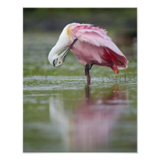 Roseate Spoonbill (Platalea ajaja) 11 x 14 Fototryck
