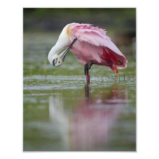 Roseate Spoonbill (Platalea ajaja) 11 x 14 Fototryck (Framsidan)