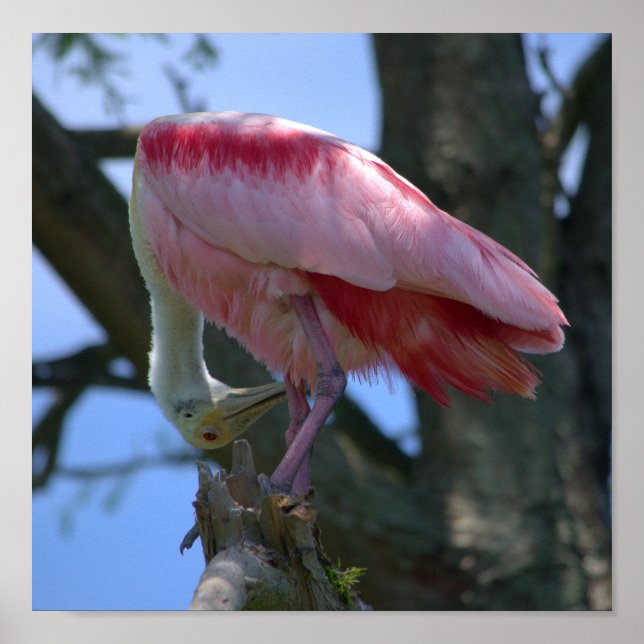 Roseate Spoonbill poster (Framsidan)