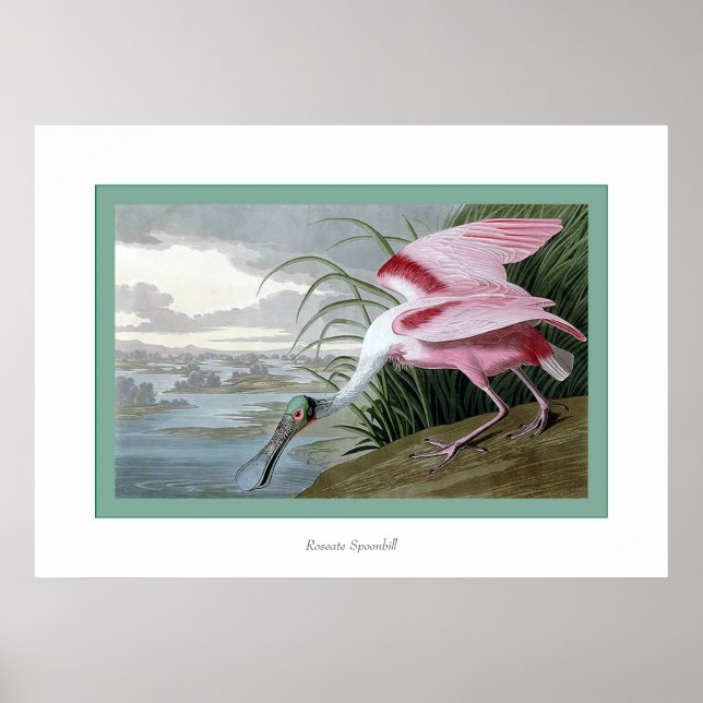 Roseate Spoonbill Poster (Framsidan)