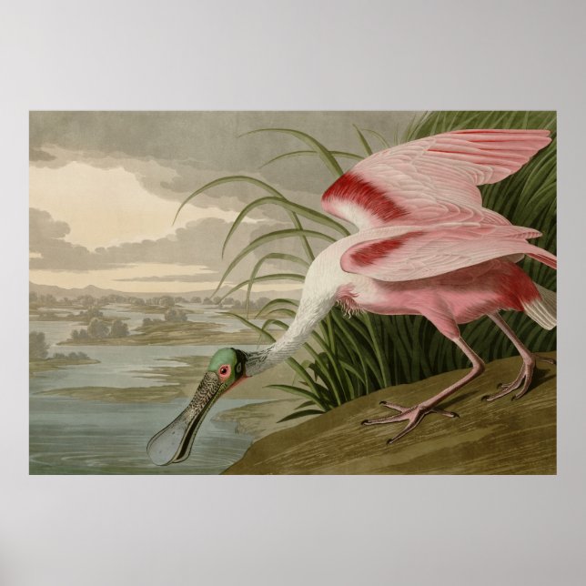 Roseate Spoonbill Poster (Framsidan)
