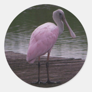 Roseate Spoonbill Runt Klistermärke
