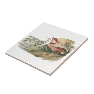 Roseate Spoonbill vid Audubon Kakelplatta
