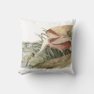 Roseate Spoonbill vid Audubon Kudde