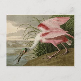 Roseate Spoonbill Vykort