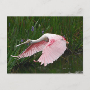 Roseate Spoonbill Vykort