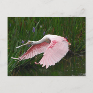 Roseate Spoonbill Vykort