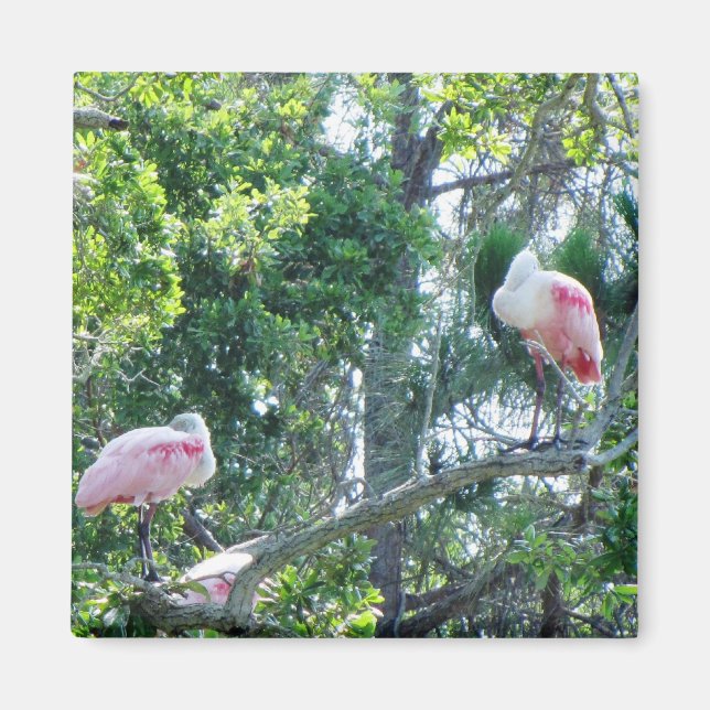 Roseatum Spoonbill Sleeping Magnet (Framsidan)