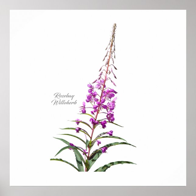 Rosebay Willowherb Poster (Framsidan)