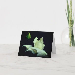 Rosebud Efter Regn Blommofotografering Anteckningskort