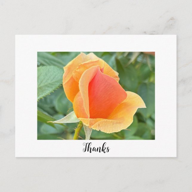 Rosebud Tacksamhets Postkort Vykort (Framsida)