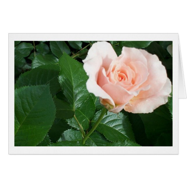 RoseCard Hälsningskort (Framsidan Horizontal)