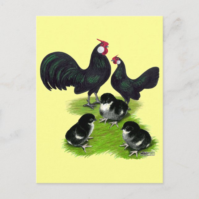 Rosecomb Black Bantam Family Vykort (Framsida)