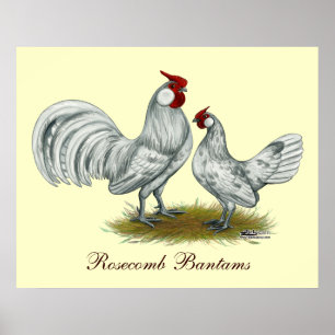 Rosecomb Stänk Bantams Poster
