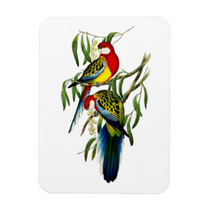 Rosehill Parakeet Parrot Australien Magnet