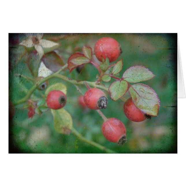 Rosehips med Struktur Hälsningskort (Framsidan Horizontal)