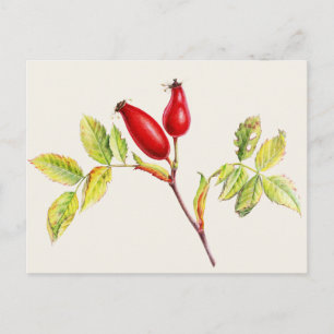 Rosehips, Rosa canina i vykort för vattenfärg
