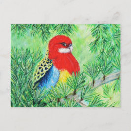 Rosella Bird Painting Vykort