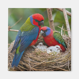 Rosella Birds Magnet