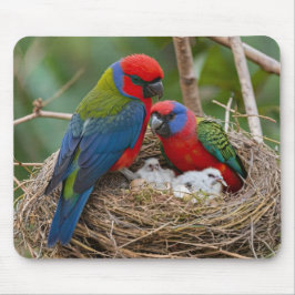 Rosella Birds Musmatta