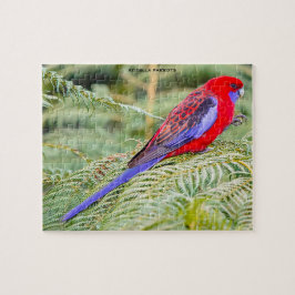 Rosella Papegojor Australien Pussel