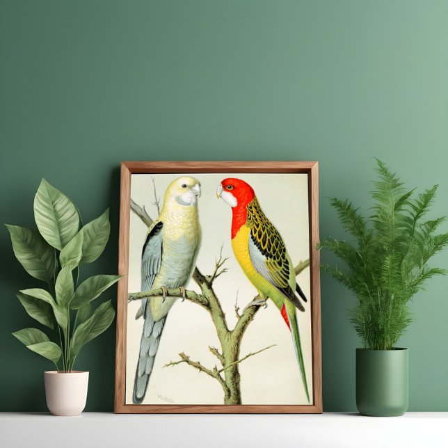 Rosella Parrakeets Poster (Skapare uppladdad)