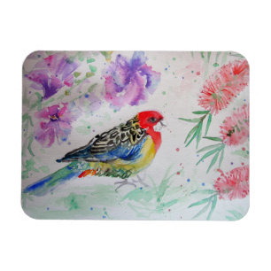 Rosella Parrot med Bottlebrush Birthday Magnet