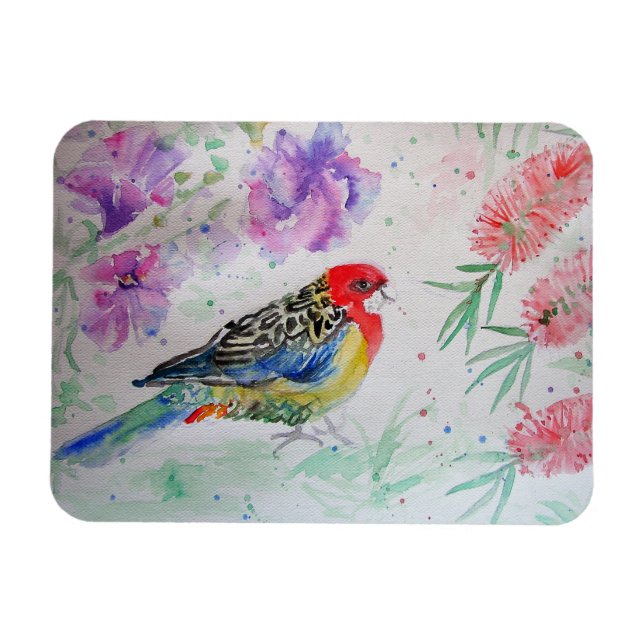 Rosella Parrot med Bottlebrush Birthday Magnet (Horisontell)