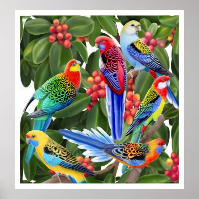 Rosella Parrots i Fig Träd Print Poster (Framsidan)