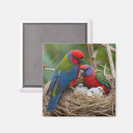 Rosellafåglar Magnet