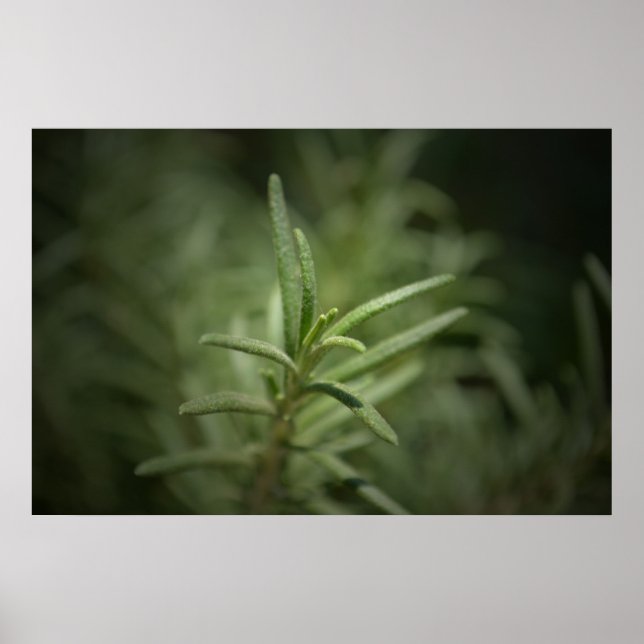 Rosemary Beauty Poster (Framsidan)