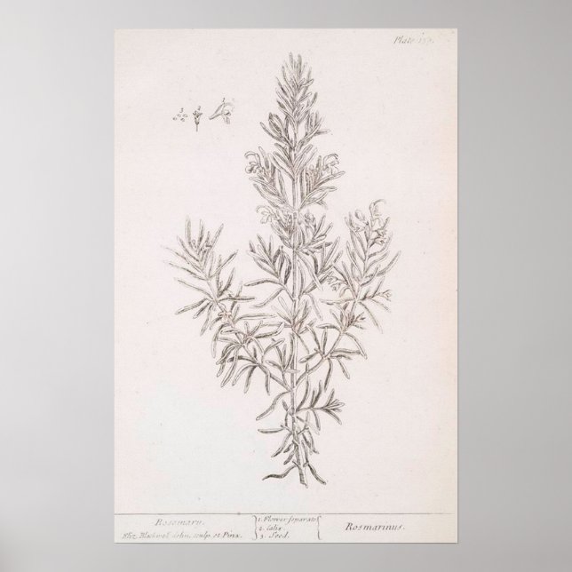 Rosemary botanical teckning vintage art poster (Framsidan)