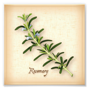 Rosemary Herb Photo Print Fototryck