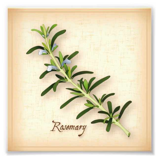 Rosemary Herb Photo Print Fototryck (Framsidan)