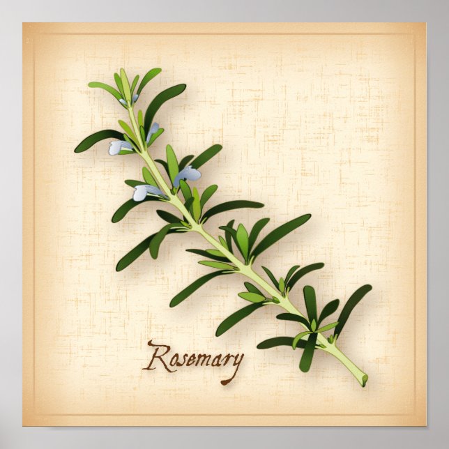Rosemary Herb Poster (Framsidan)