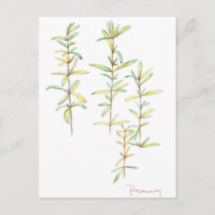 Rosemary Herbal Plant Botanical Art Teckning Vykort