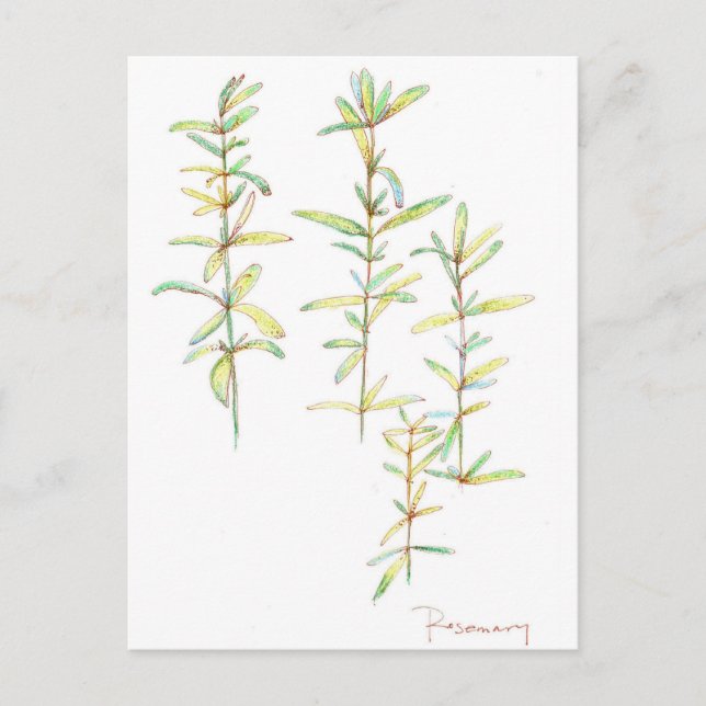 Rosemary Herbal Plant Botanical Art Teckning Vykort (Framsida)
