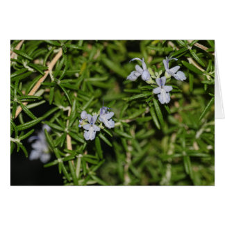 Rosemary in Bloom Blommar Herb Photo Hälsningskort