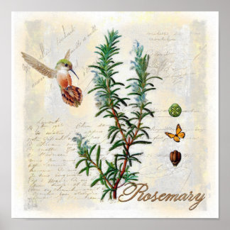 Rosemary, örter Hummingbird Botanical Art Print Poster