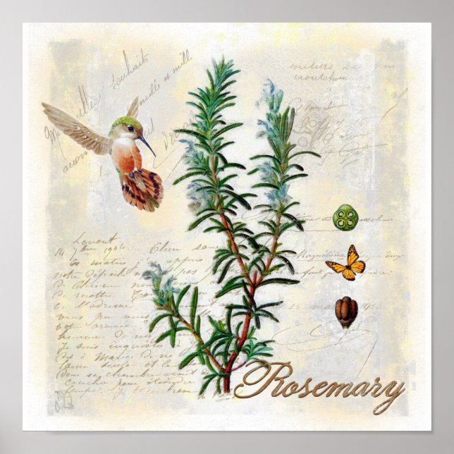 Rosemary, örter Hummingbird Botanical Art Print Poster (Framsidan)